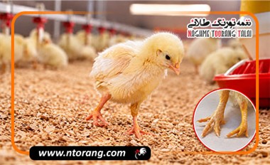 علت لنگش جوجه مرغ گوشتی